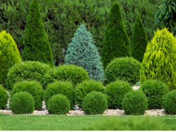 Trees & Shrubs