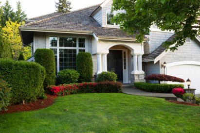 trees & shrubs